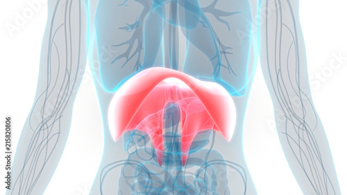 Human Diaphragm Anatomy