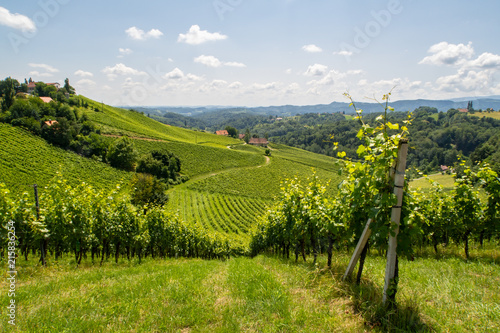 Gamlitzer Weingarten in der schönen Südsteiermark