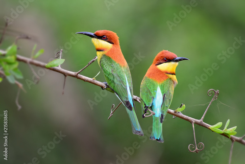 Chestnut-headed Bee-eater - Merops leschenaulti, beautiful colorful bee-eater from Sri Lankan woodlands and bushes.