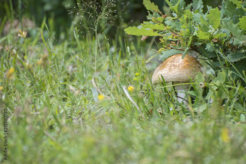 Forest mushrooms in the grass, in the woods