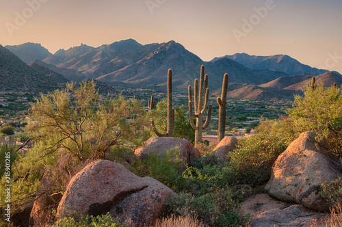 Saguaro cactus grow on the slopes of the Pinnacle Peak Park in the Scottsdale community, AZ.