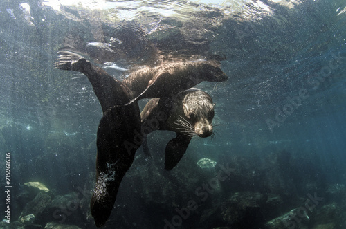 Galapagos sea lion (Zalophus wollebaeki) family underwater