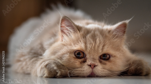 Persian cat