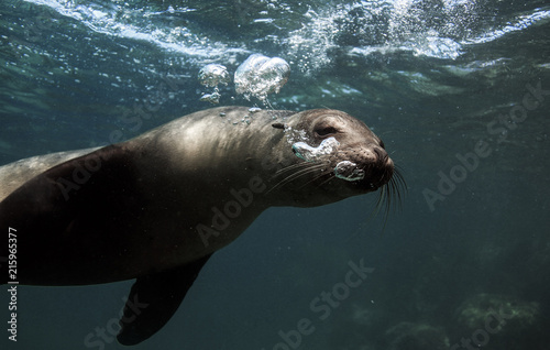 Galapagos sea lion blowing bubbles underwater
