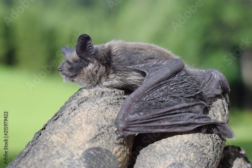 Small bat holding tight human fingers in working gloves