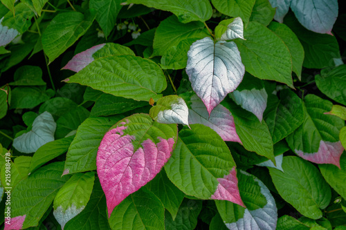 Colorful leaves of Actinidia kolomikta, commonly known as variegated-leaf hardy kiwi.