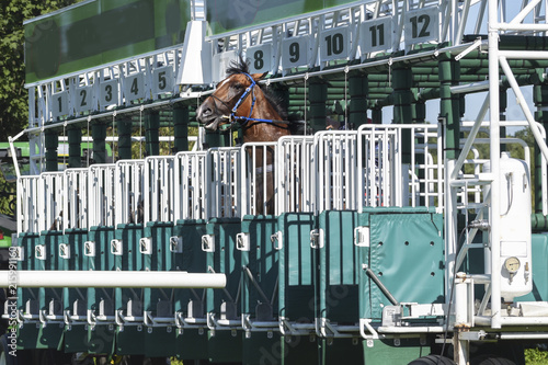 horse in panic tries to escape from the start gate before the race