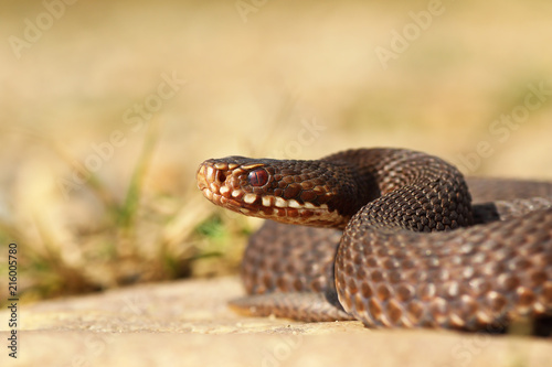 brown Vipera berus close up