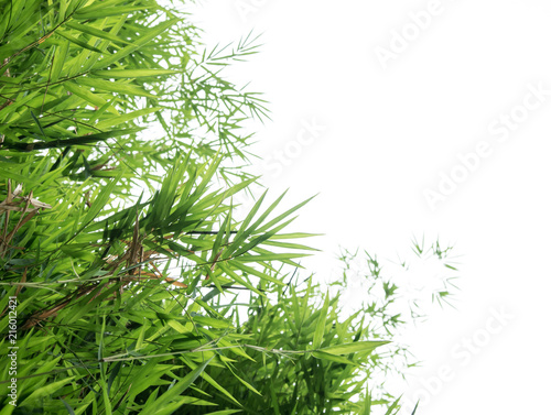 Bambusów liście odizolowywający na białym tle