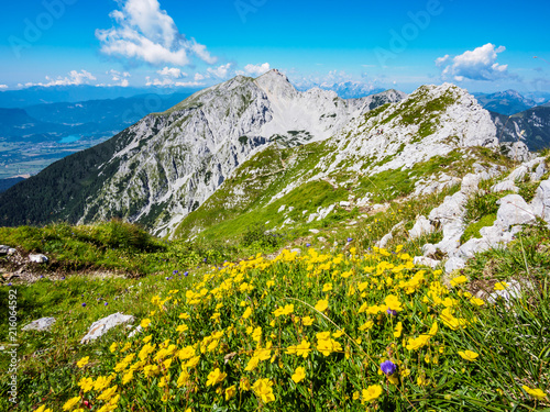 Flowers on the meadow on top of Vrtaca mountain with a view Stol mountain in the summer, Slovenia