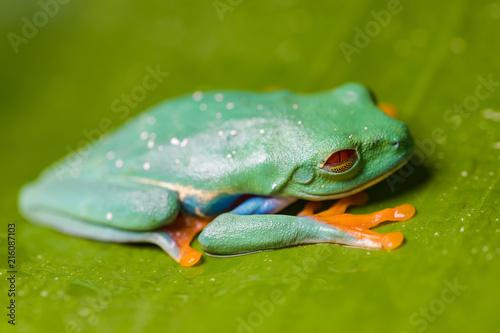 Red eyed tree frog sitting on a banana leaf