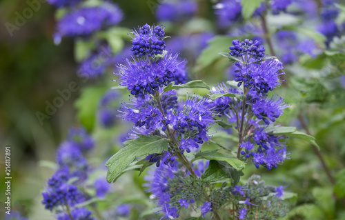 Clandon-Bartblume 'Blauer Spatz' (Caryopteris x clandonensis)