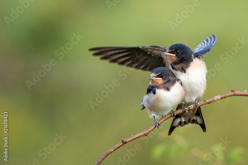 Two nestling barn swallows (Hirundo rustica) waiting for their parents.