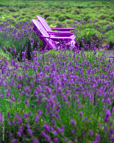 Beautiful lavender field with adirondack chairs, Long Island New York