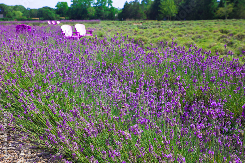 Beautiful lavender field with adirondack chairs, Long Island New York