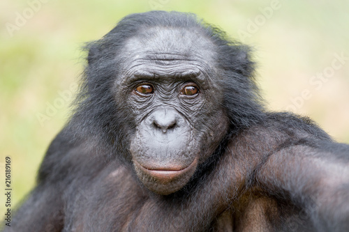 Scimmia primate Bonobo Pan Paniscus nella riserva in Repubblica Democratica del Congo