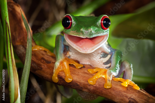Red-eyed tree frog sitting on a branch and smiling