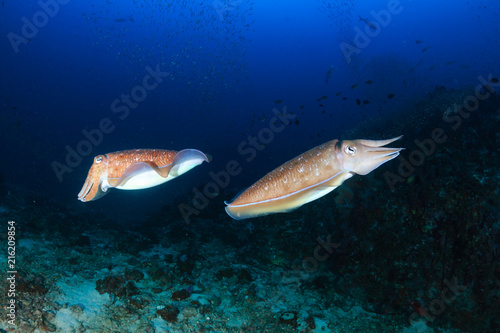 Cuttlefish on a beautiful, colorful tropical coral reef