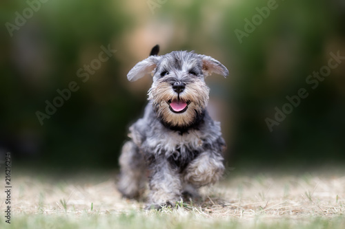 Miniature puppy Schnauzer at Play