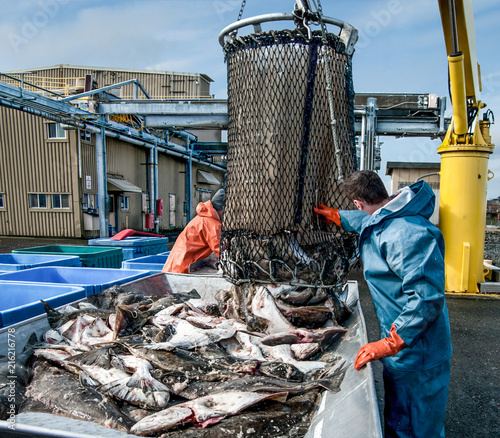 Unloading Fish: Fresh caught halibut drop from the bottom of a transport basket after being hoisted by crane from a fishing boat at a dock in Alaska.