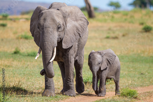 Elefante con cucciolo nella savana del Serengeti in Tanzania