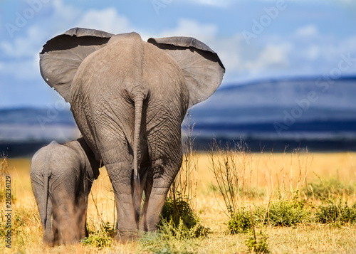 Elefante nella savana del Serengeti in Tanzania