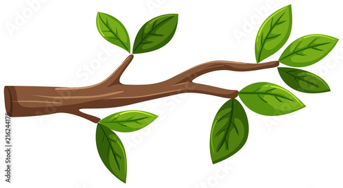 Tree branch with leaf on white background