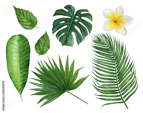 Hand painted watercolor tropical leaves: monstera, palms, plumeria, hibiscus and frangipani flower