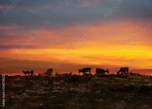 Reindeers in Lapland midnight sun