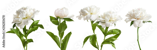 Set piękna peonia kwitnie na białym tle