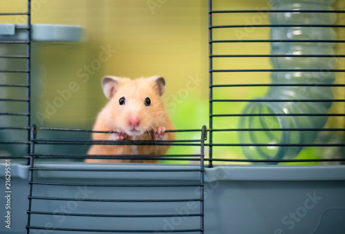 A Syrian hamster peeking out of its cage