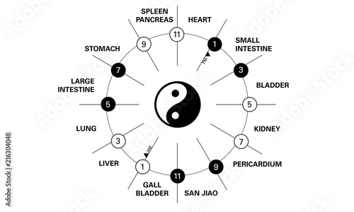 Circadian clock of the main meridians of the body according to Chinese medicine - 12 hours - Black is yin, white is Yang