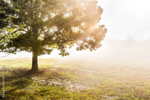 One large green tree in autumn with orange leaves in mist, fog, and sun rays breaking, shining through foggy silhouette in morning countryside concept