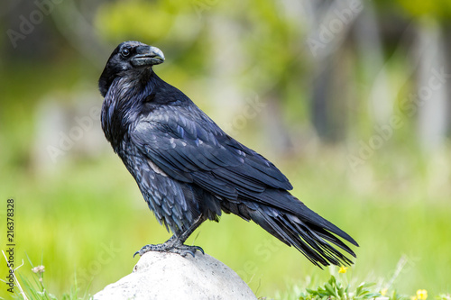 Corvo nero parco nazionale Yellowstone, Wyoming