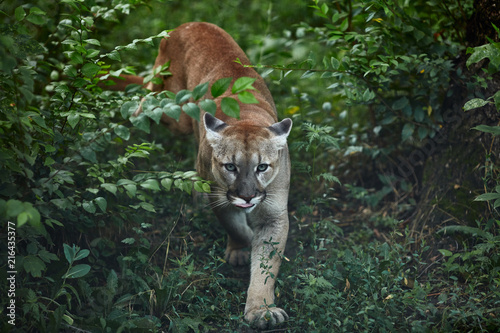 Portrait of Beautiful Puma. Cougar, mountain lion, puma, panther, striking pose, scene in the woods, wildlife America