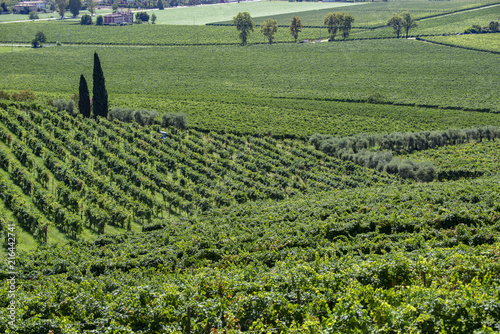 Vigneti e vigne di vino italiano - panorama delle coltivazioni