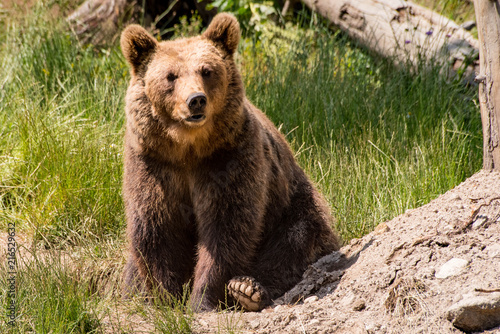 Ours des Pyrénées