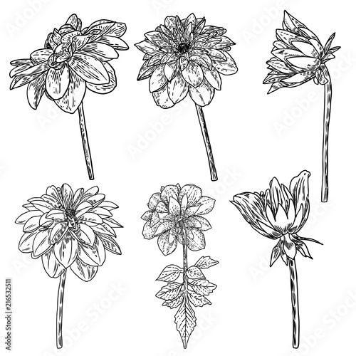 Flowers set. Botanical Dahlias and zinnia illustration summer design elements. Black and white collection of hand drawn flowers and herbs isolate on white background. Vector.