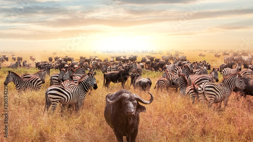 African buffalo and zebra in the African savannah at sunset. Serengeti National Park. African artistic image.