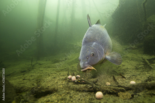 Freshwater fish carp (Cyprinus carpio) feeding with boilie in the beautiful clean pound. Underwater shot in the lake. Wild life animal. Carp in the nature habitat with nice background.
