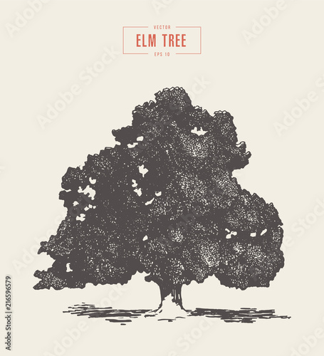 High detail vintage elm tree drawn, vector
