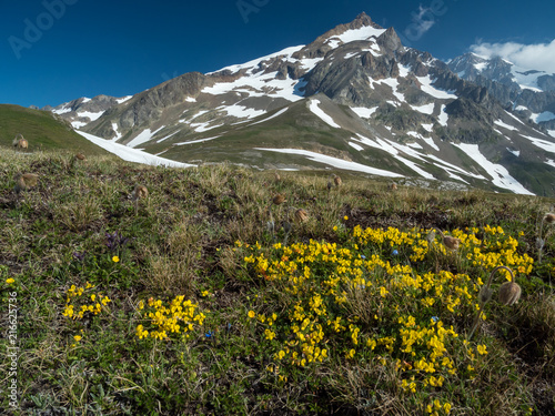Peak and Yellow Blooms