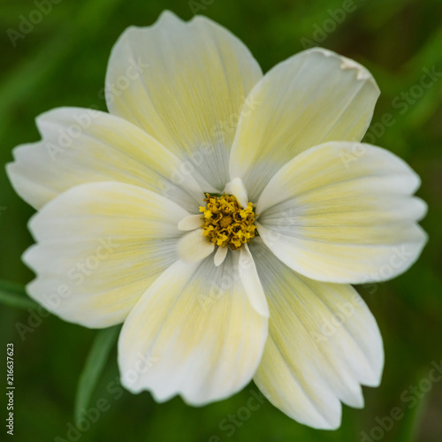 Cosmos Xanthos