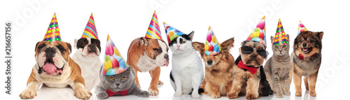 many funny pets of different breeds wearing birthday hats
