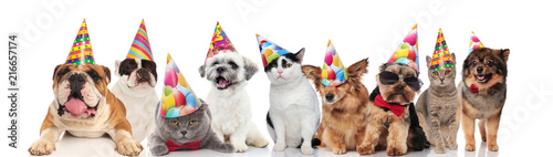 cute group of mixed birthday pets with colorful birthday caps