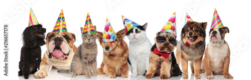 adorable team of birthday pets of different breeds