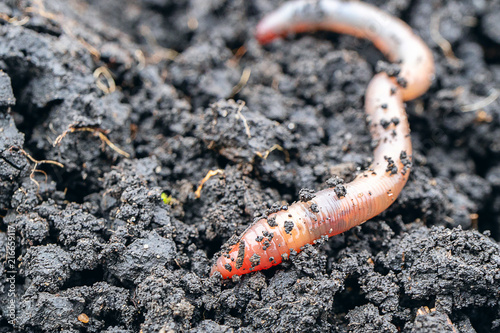 earth worm close-up in a fresh wet earth