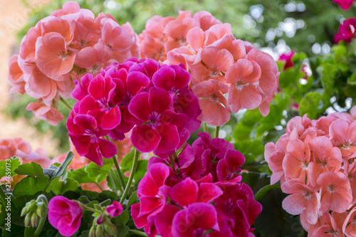 Geranienblüte - Pelargonie