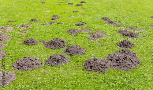 Frische Maulwurfshügel auf der Gartenwiese.