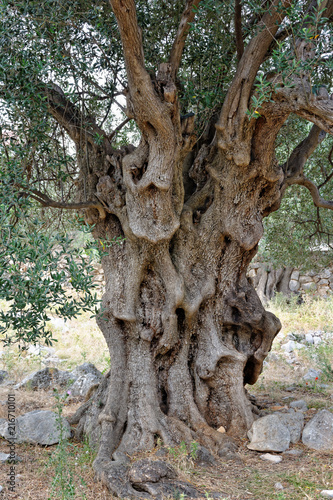 Stare drzewa oliwne na wyspie Pag